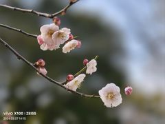 -无锡梅园公园