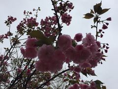 -天适樱花悠乐园