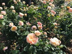 -人民公园(罗湖区)