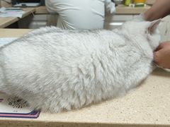 -安安宠医·安宠宠物医院