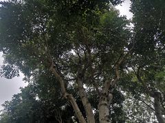-厦门园林博览苑