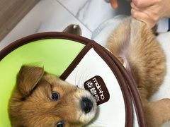 -嘉馨宠物医院·CT影像转诊·心脏科·犬猫全科诊疗中心(下沙大学城院区)