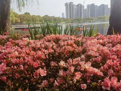-新江湾城公园