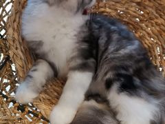 -飞行喵MR PILOT|猫舍·猫咖(静安大融城店)