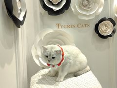 -袖虎·猫馆(体育西路店)