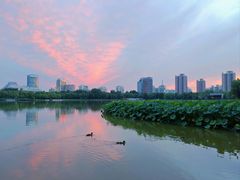 -莲花池公园
