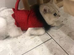 -飞行喵MR PILOT|猫舍·猫咖(静安大融城店)