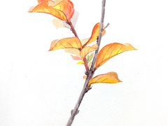 -八哥美术·成人美术画室(总校区)