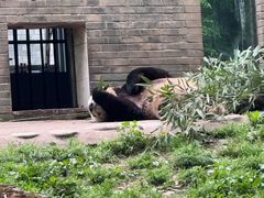 -都江堰中华大熊猫苑