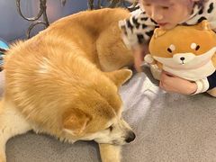 -喜柴咖啡·柴犬狗咖