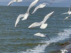 -呈贡滇池生态湿地公园