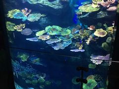 -暹罗海洋世界