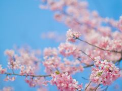 -顾村公园