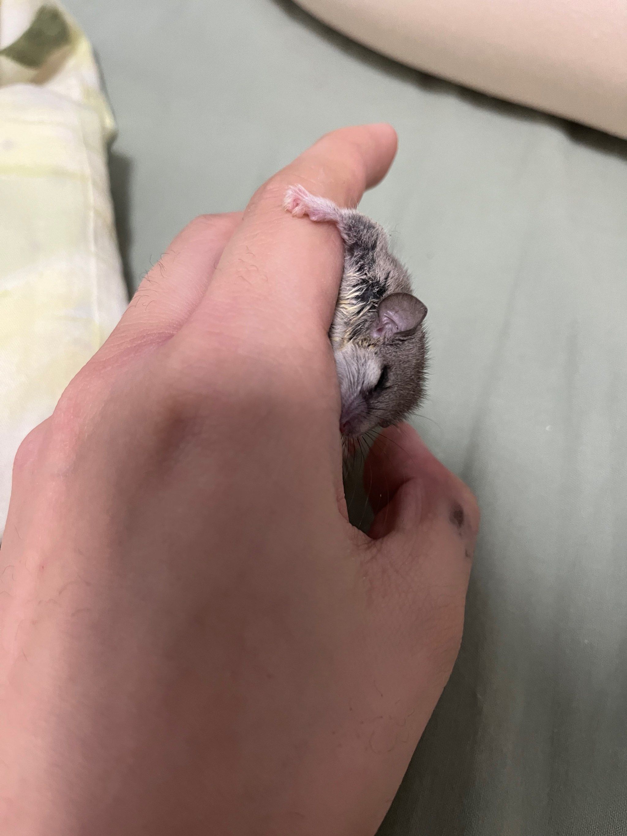 冬天的睡鼠竟然冬眠了,放手上都不动