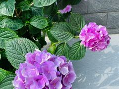 -金科花卉市场