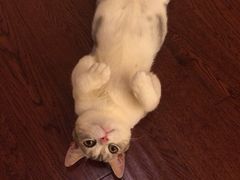 iphone_upload_pic-Bastet sally猫舍购宠(静安店)