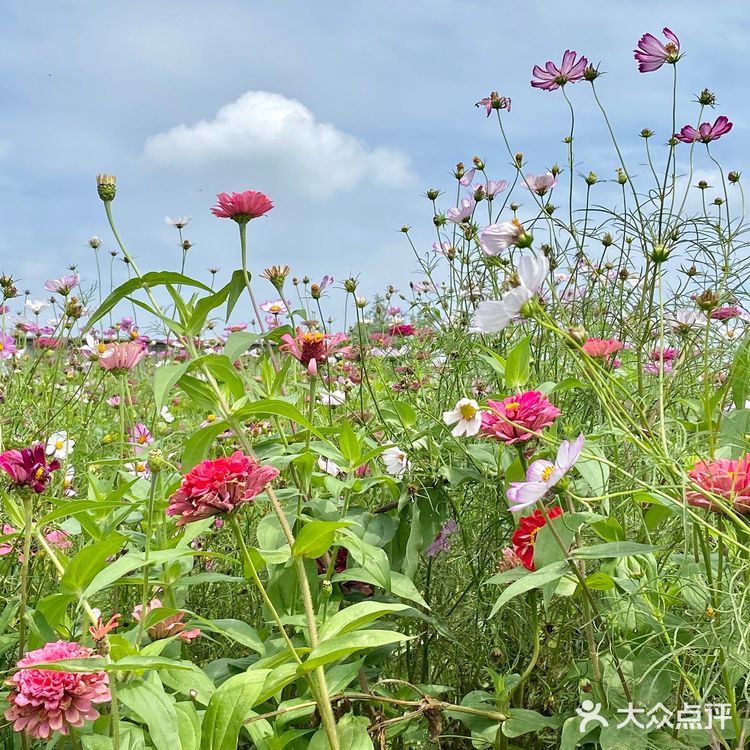 看飞机✈️好去处  拍照真的好好看呀～ 
