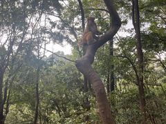 -黔灵山公园
