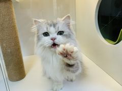 -十月米努特矮脚猫舍