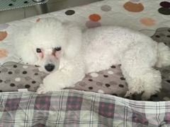 -宠福鑫康馨动物医院·骨科·眼科