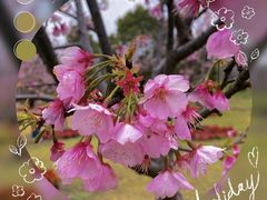 -顾村公园