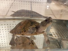 -甜心闲生传统手工冰粉(奎星楼店)
