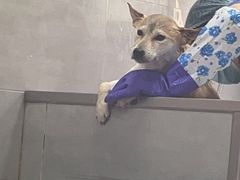 -宠福鑫康馨动物医院·骨科·眼科