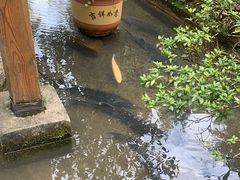 -源泉冷水鱼庄(小鱼洞店)