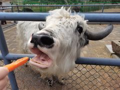 -长白岛森林公园