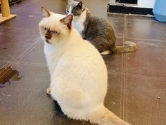 -猫小院猫主题餐厅(南锣旗舰店)