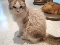 -飞行喵MR PILOT|猫舍·猫咖(静安大融城店)