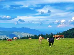 -芦芽山旅游度假区