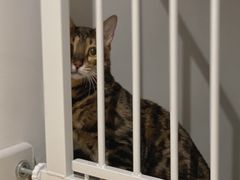 -猫大福·Fortune Cat猫舍(百子湾店)