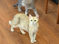 -楼上猫咖(罗湖店)