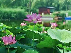 -西海子公园