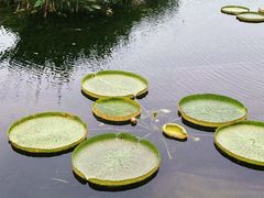 -荷塘月色湿地公园·向阳花洲