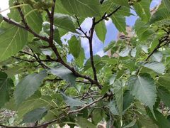 -碓臼峪自然风景区