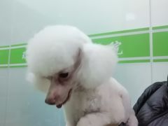 -圣宠动物医院·犬猫专科·影像中心·外科中心
