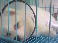 -伟伟宠物医院·CT影像中心·瑞派犬猫综合性门诊(汉口总院)