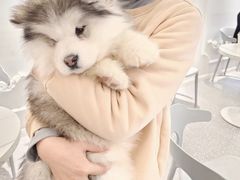 -Let's go狗咖·猫咖·奶狗·桌游(春熙路IFS店)
