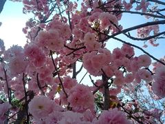 -天适樱花悠乐园
