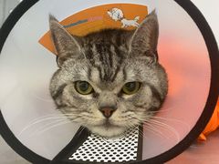 -荔康动物医院(康王北路店)