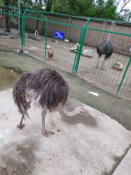 -上美四季动物农场