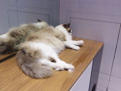 -老吴的猫·猫舍(新区店)