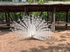 -秦皇岛野生动物园