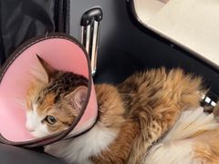 -艾贝尔宠物医院·24H转诊中心·肿瘤猫专科(江宁双龙店)