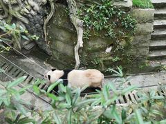 -成都大熊猫繁育研究基地