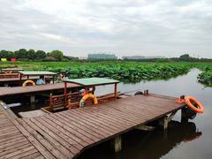 -荷塘月色湿地公园·向阳花洲