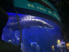 -江和美海洋公园