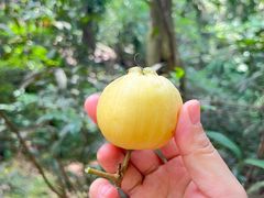 -滴水岩森林公园